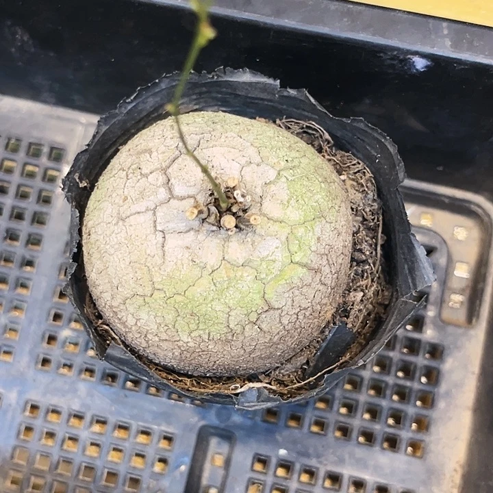 农*龟甲龙浅裂纹一物一拍