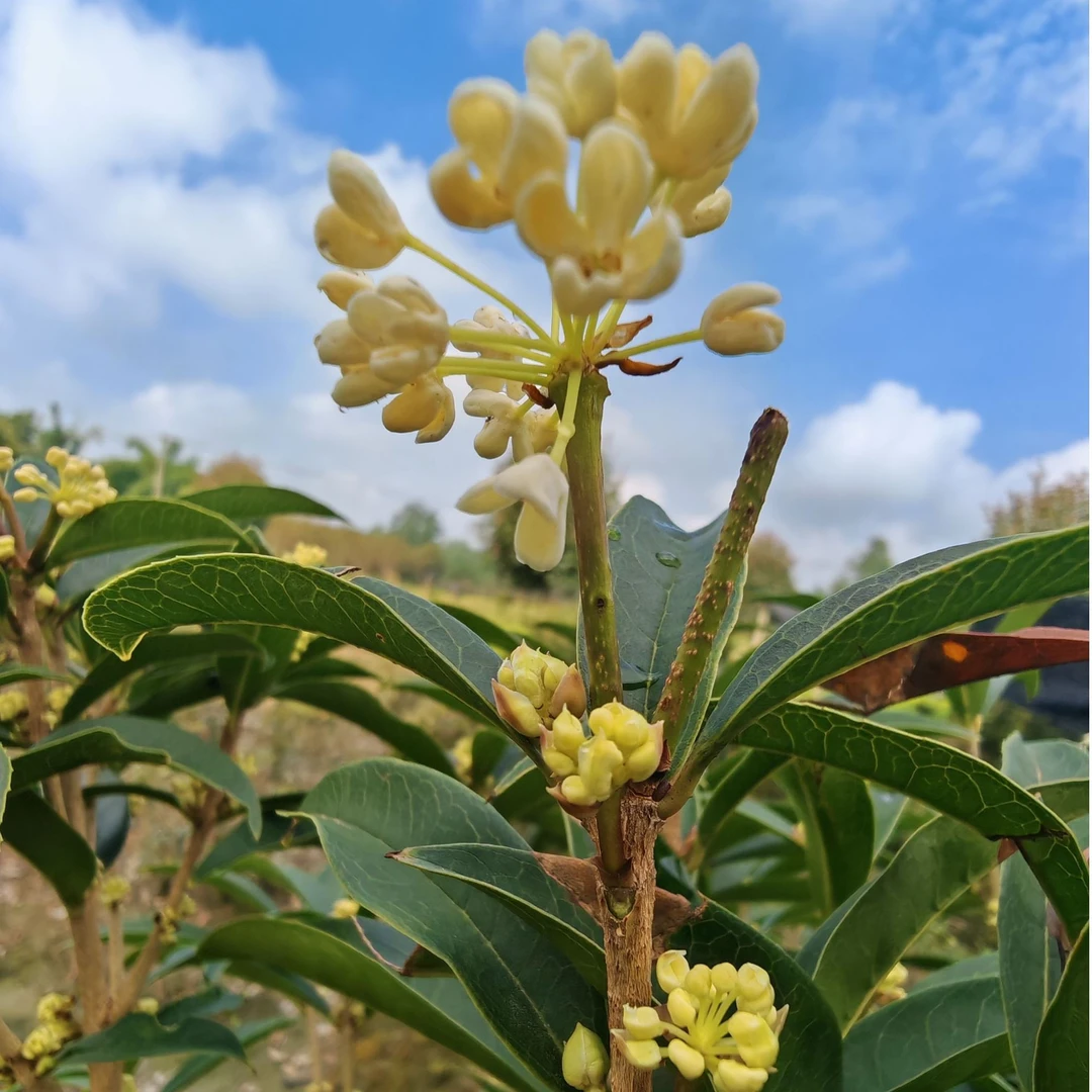 四季桂花原生佛顶珠四季桂盆栽四季桂花居家植物庭院植物花卉绿植