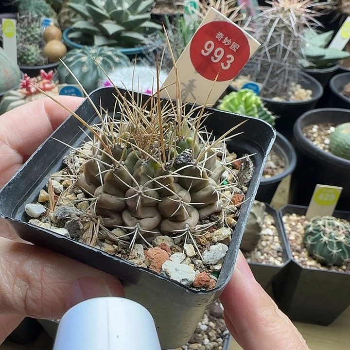 实生长刺球一棵36877