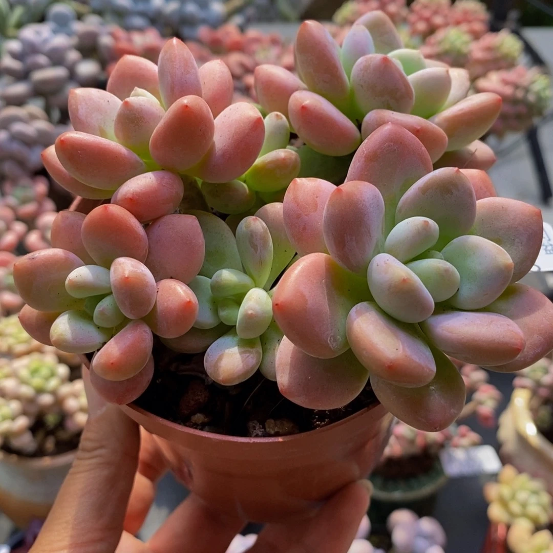 993樱花洛神12cm多肉