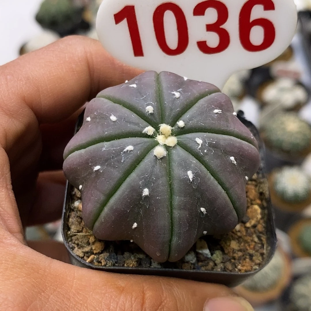 1036福利紫皮福利特lo咯