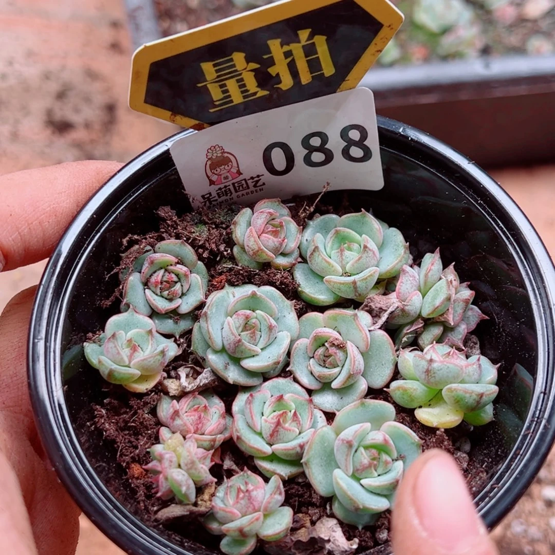 多肉植物多肉植物