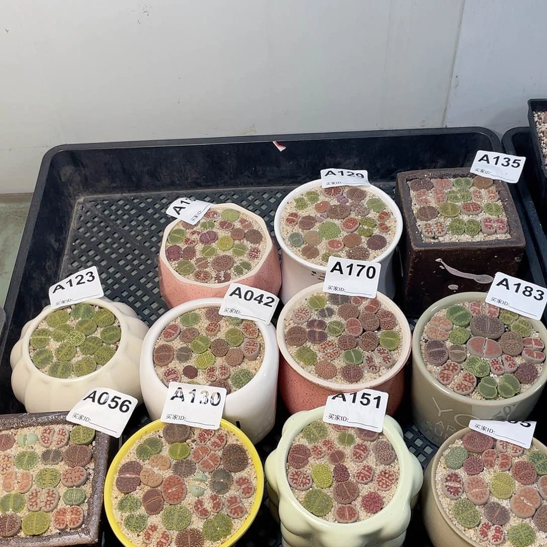 麗*相遇彩色福利11盆278