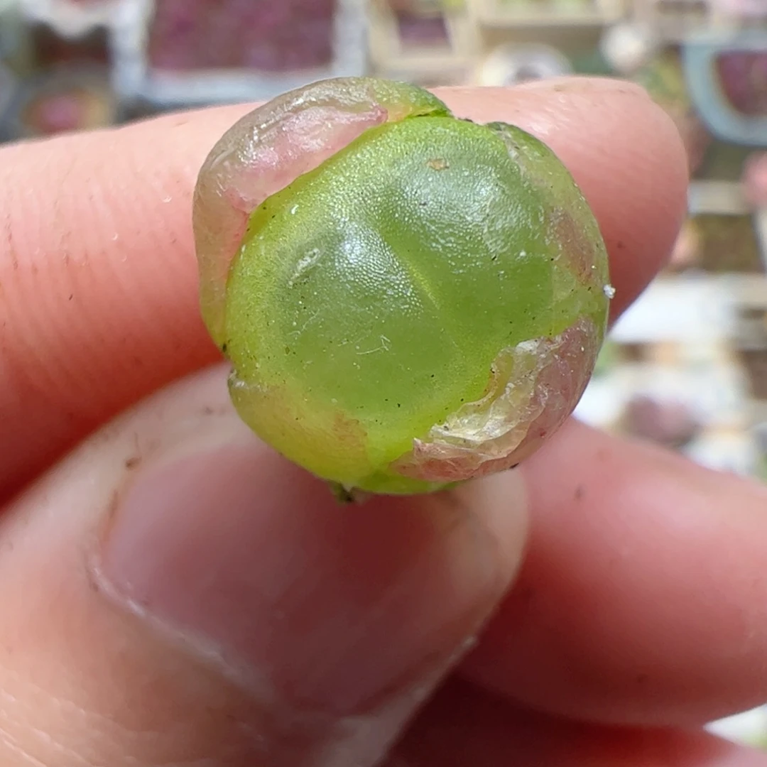 【闪购商品】282 拉登