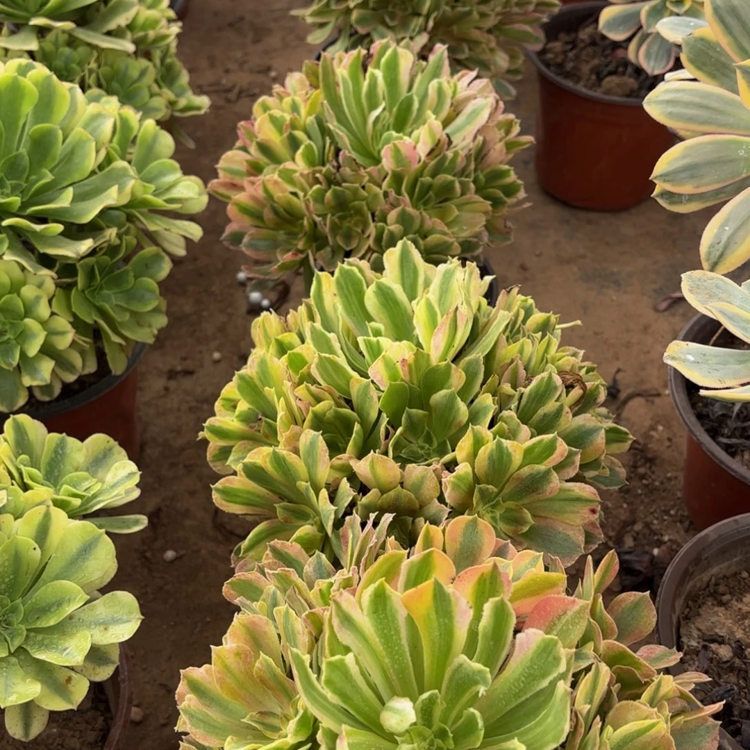 浣纱12.8法师多肉木质