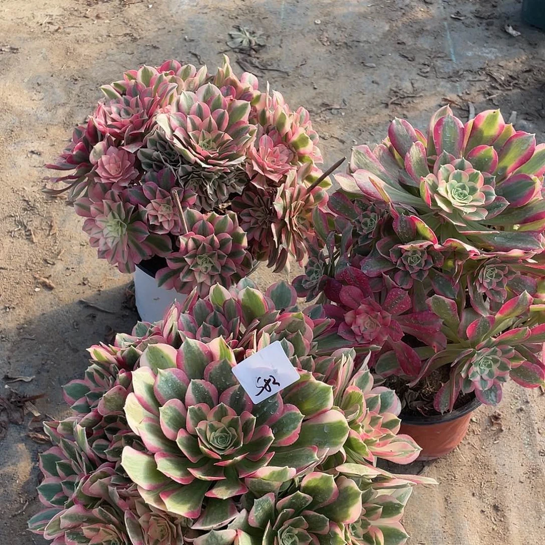 582法师植物组合