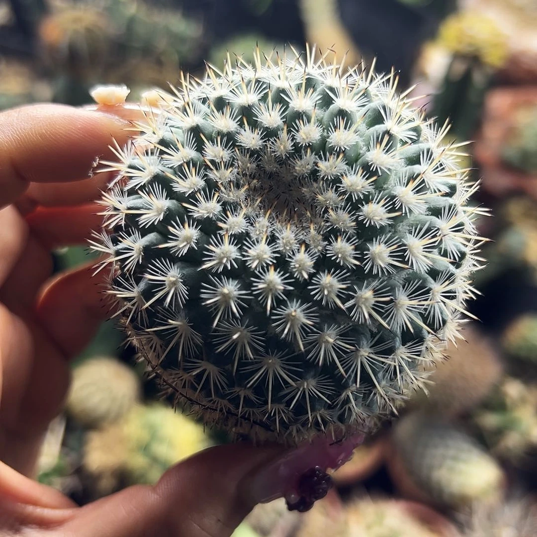 白王丸仙人球111111111111