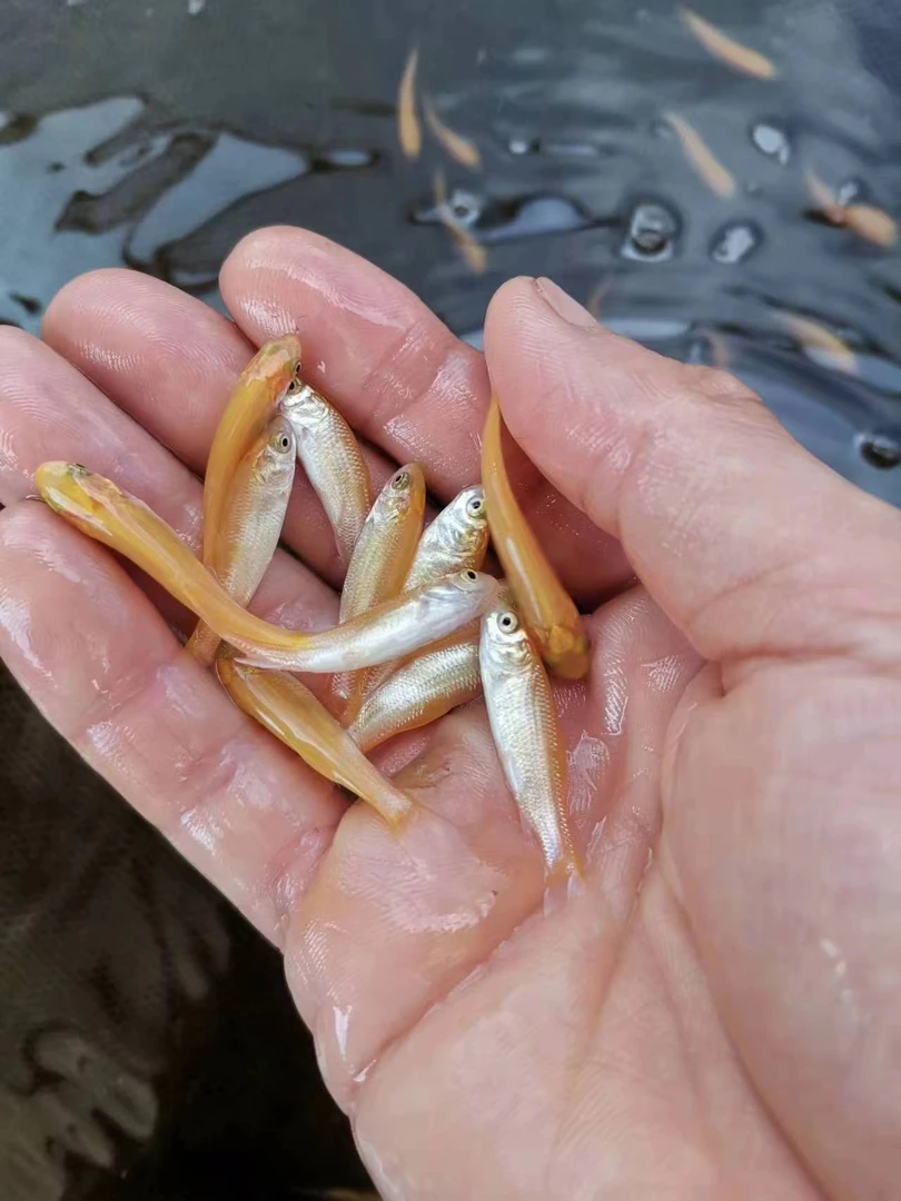 观赏金丝草鱼金草鱼养殖放养食用渔场直发正品包邮包活