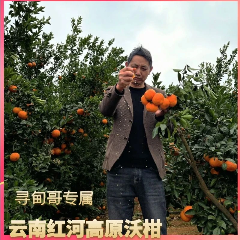 【寻甸哥专属】云南红河高原沃柑新鲜发货
