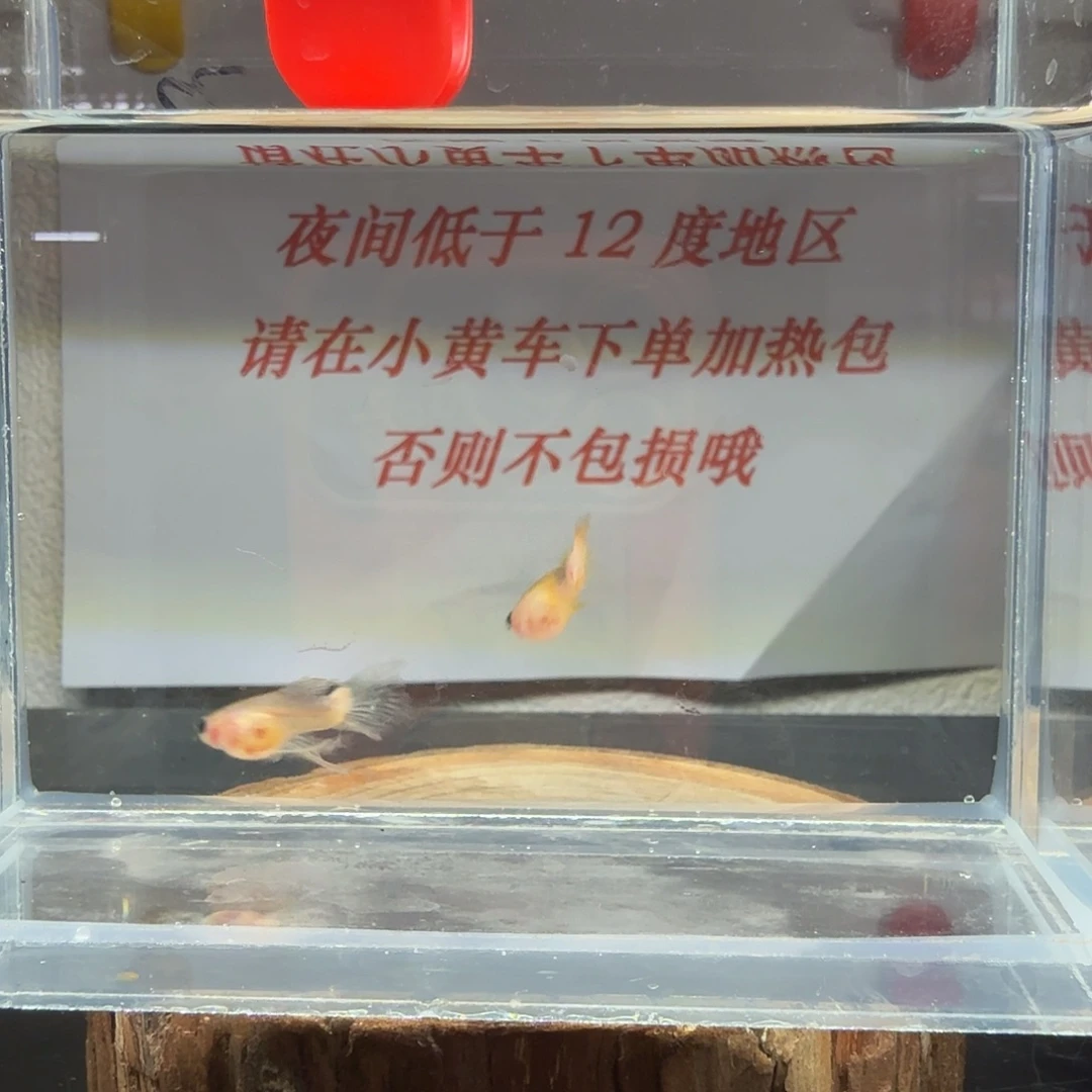 孔雀鱼玻璃猫孔雀鱼27