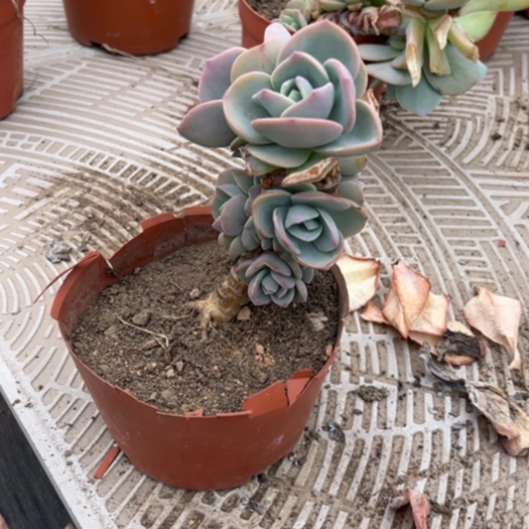【闪购商品】安*白凤多肉植物