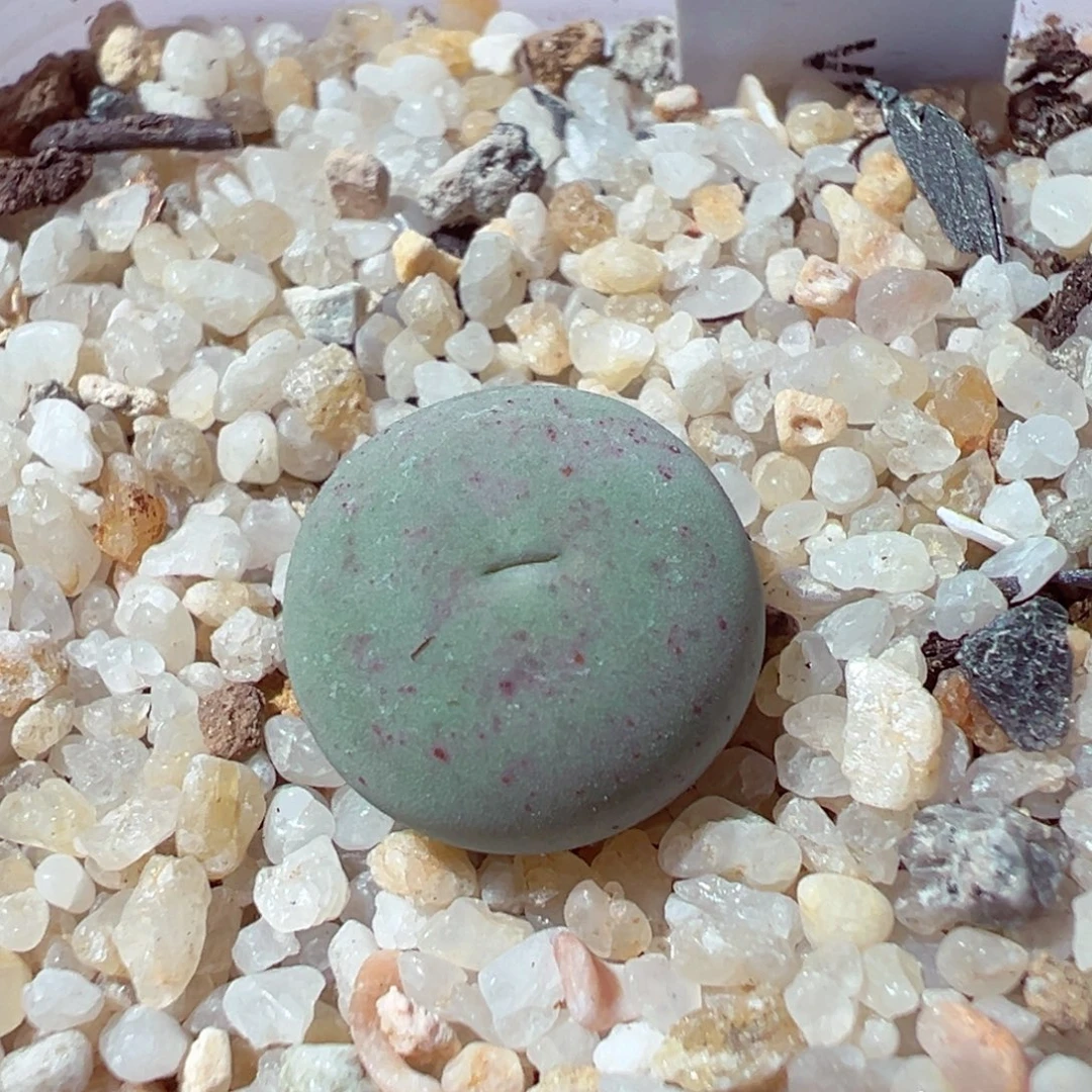 1210-418多肉多日sh433