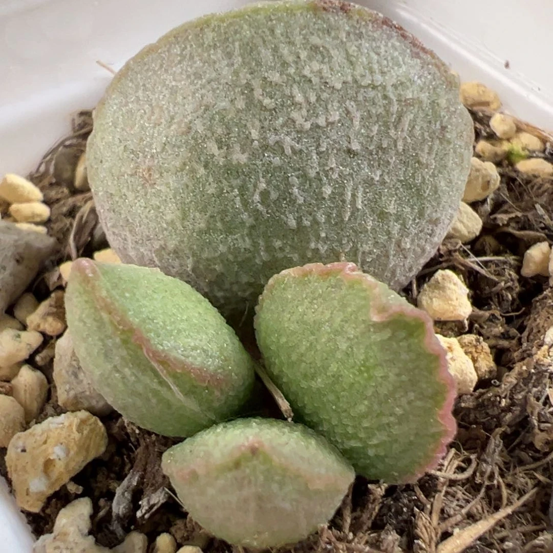 无花朵流萤磨砂蛋大苗多肉植物