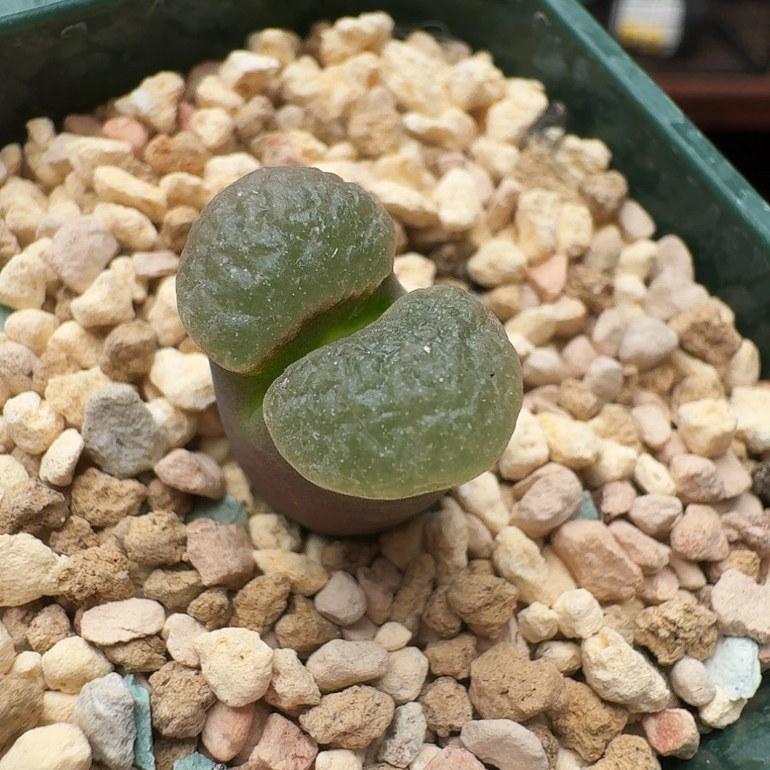 多肉植物福利风铃254