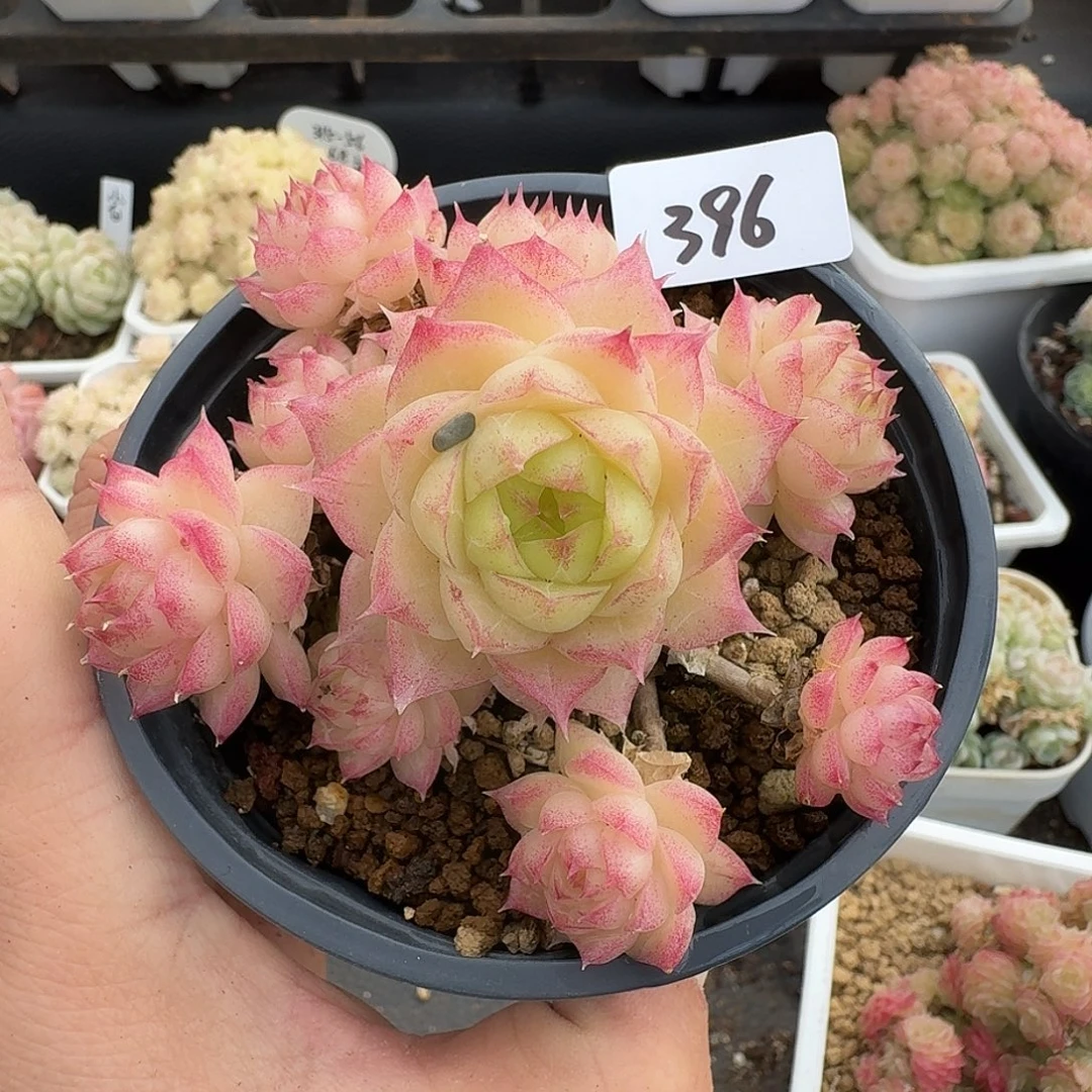 一物一拍一物一拍1213-396