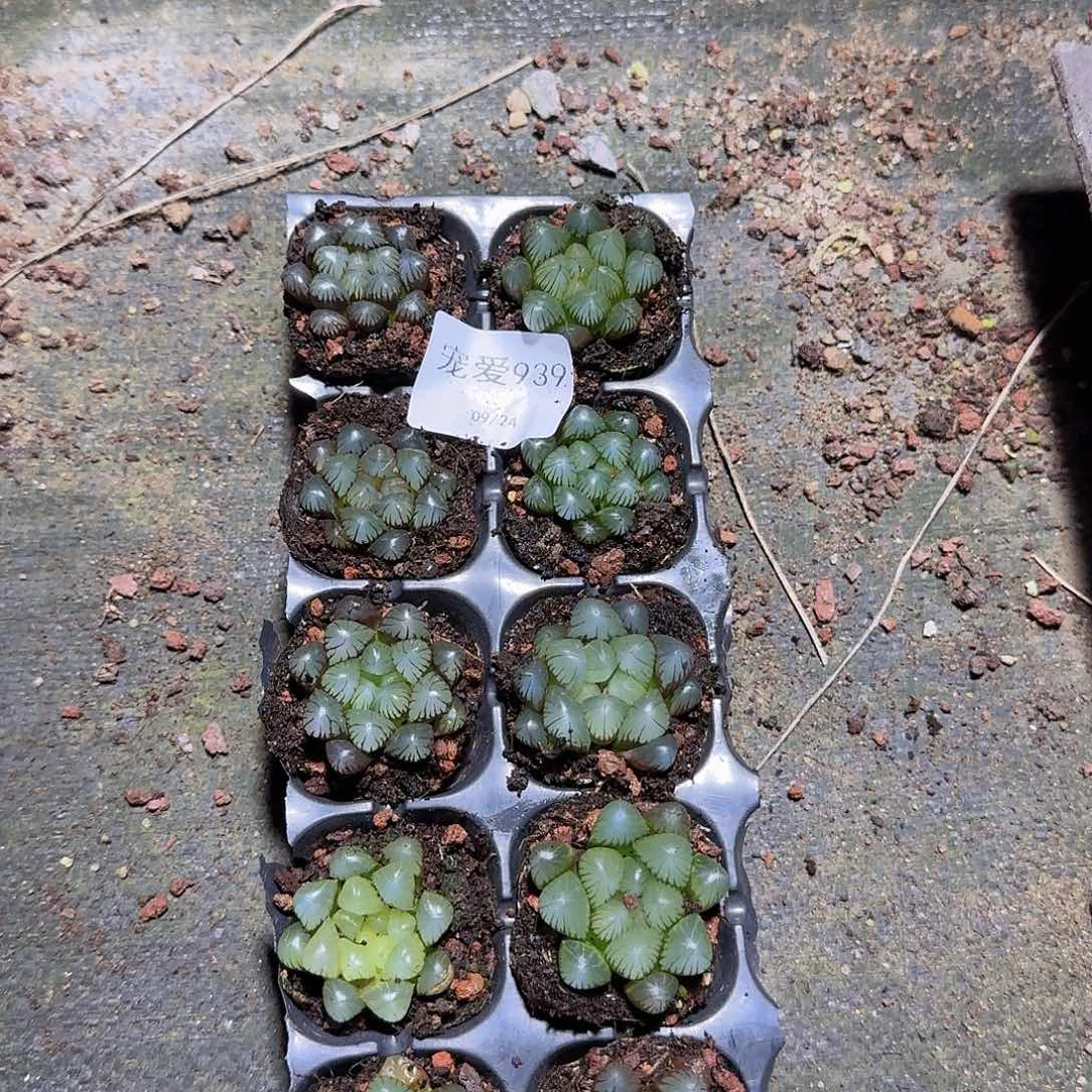 直播福利一物一拍939