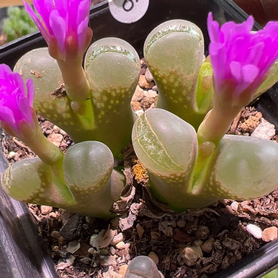 多肉植物111111111111