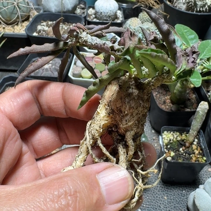 708皱叶麒麟脱土发货