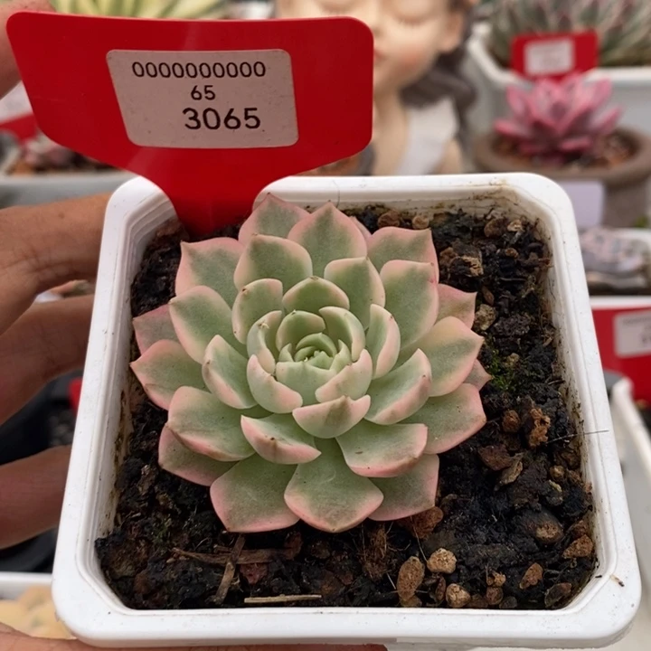 3065号沙漠玫瑰锦多肉