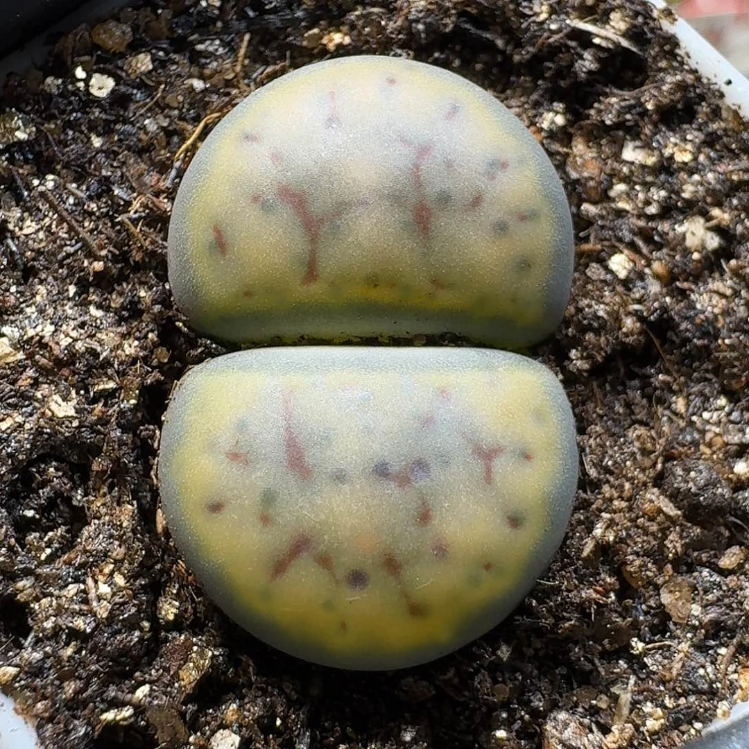 生石花1111111。  118