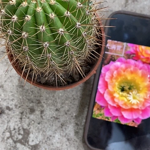 大满贯，高5-8公分左右