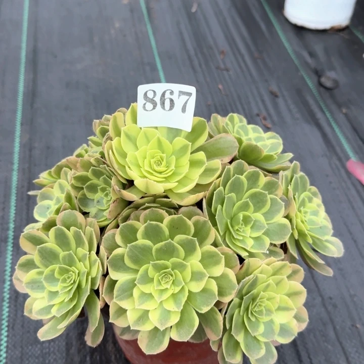 奶白法师一颗法师867
