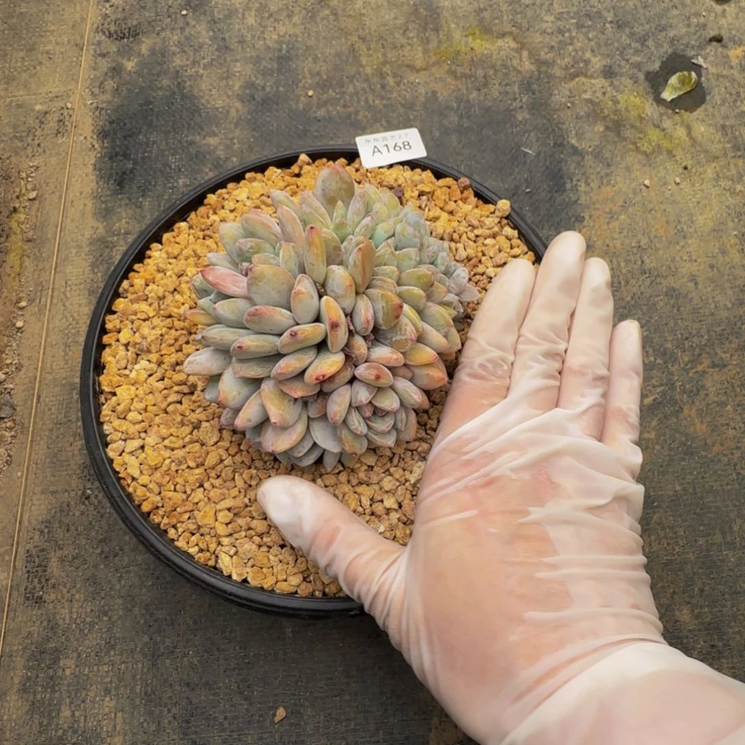 a a a a a a a a 168