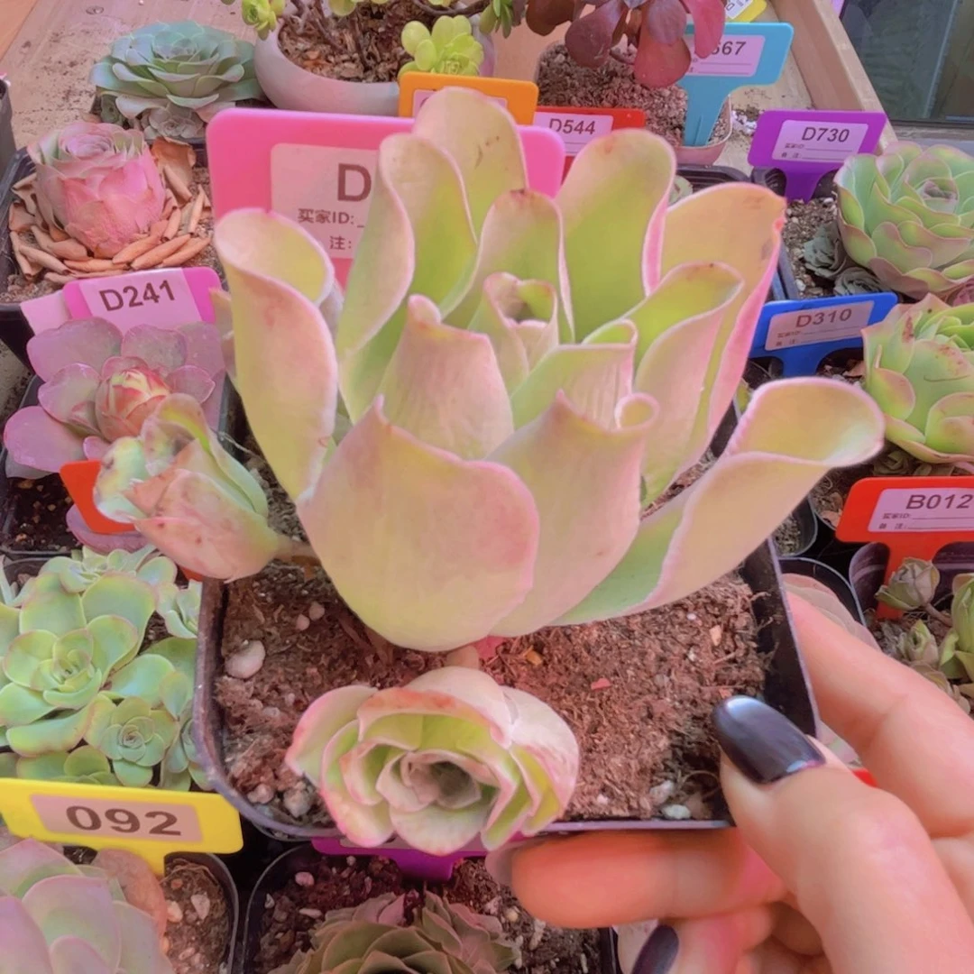 274山地玫瑰粉色