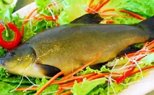 野生丁桂鱼 味道鲜美 肉质硬实