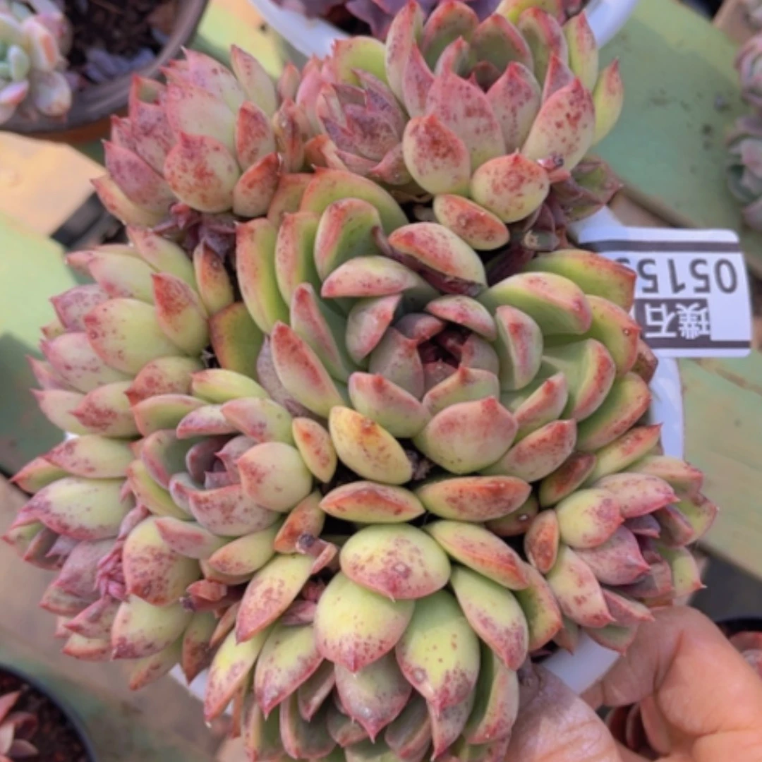 【闪购商品】蓝莓05159