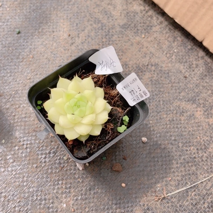 张***吖144 带陶瓷盆发货 满28包邮