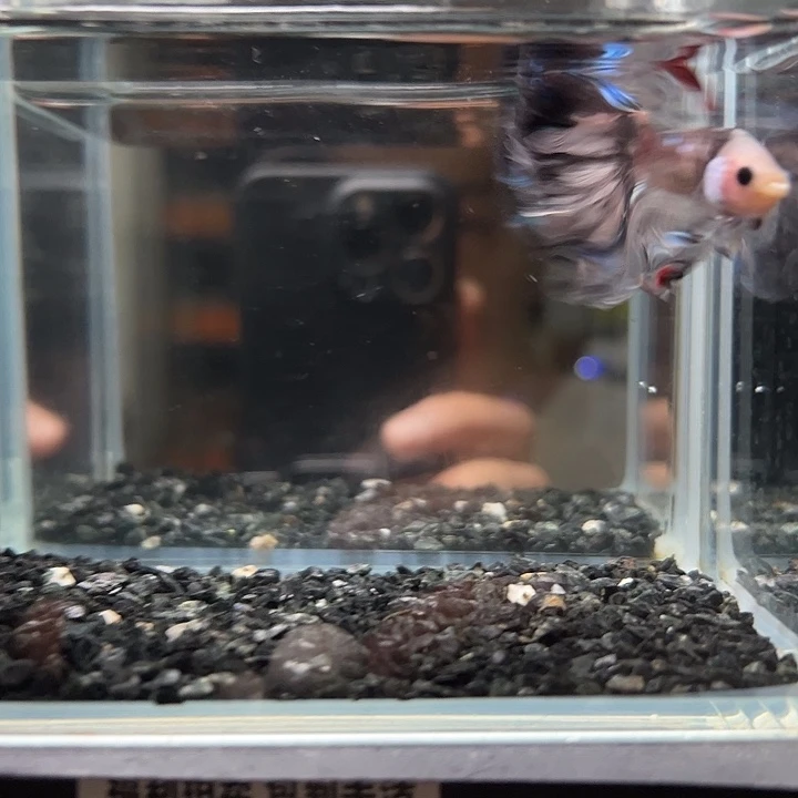 斗鱼一单包邮12日37