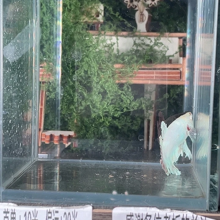 斗鱼活体不退不换谢谢