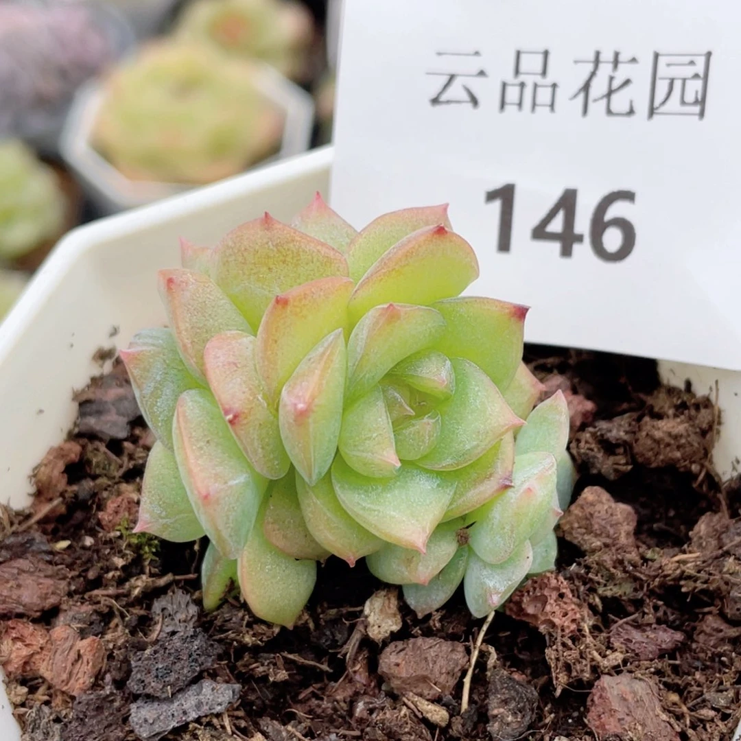 146号糖心冰心珍妮