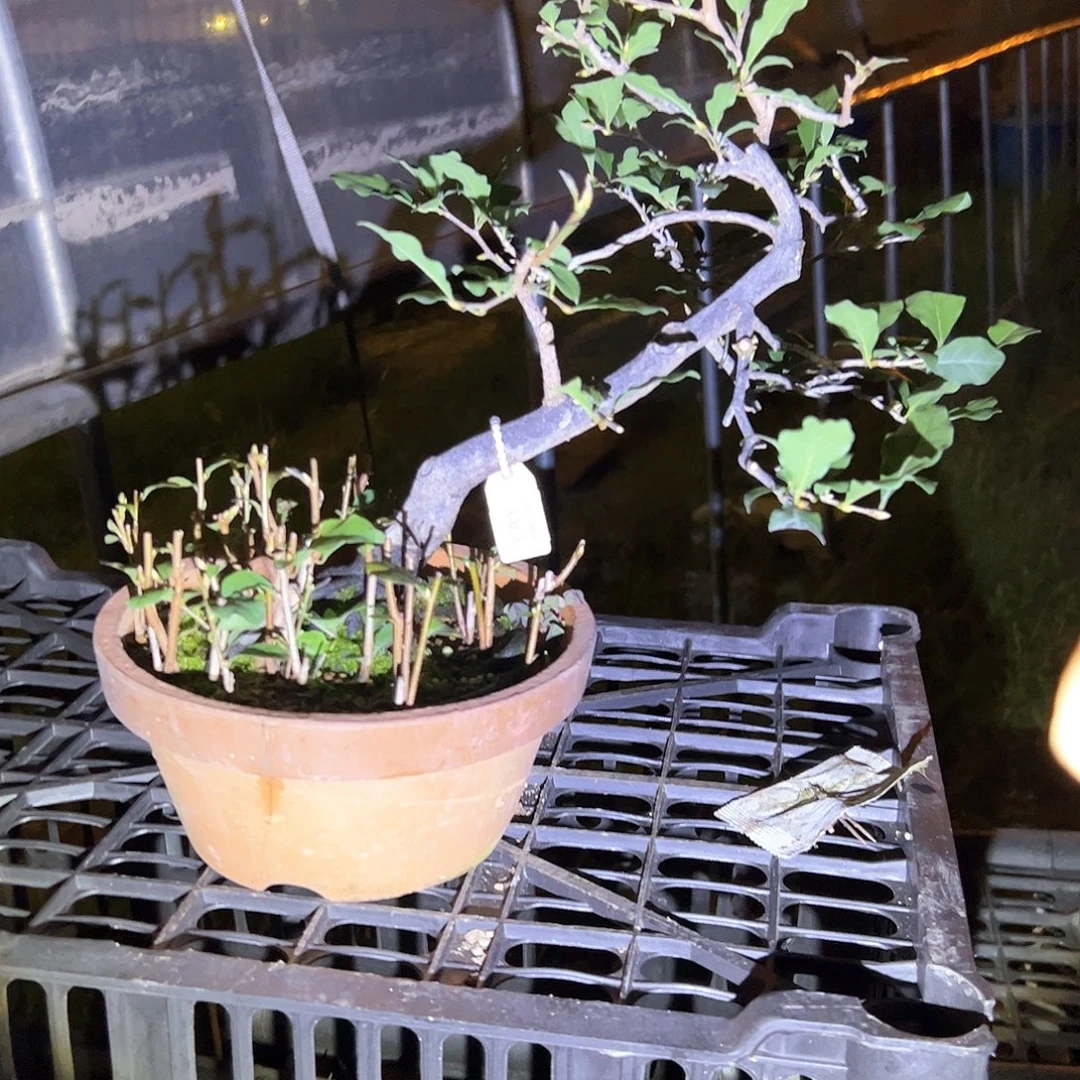 无花朵盆景不包邮98610
