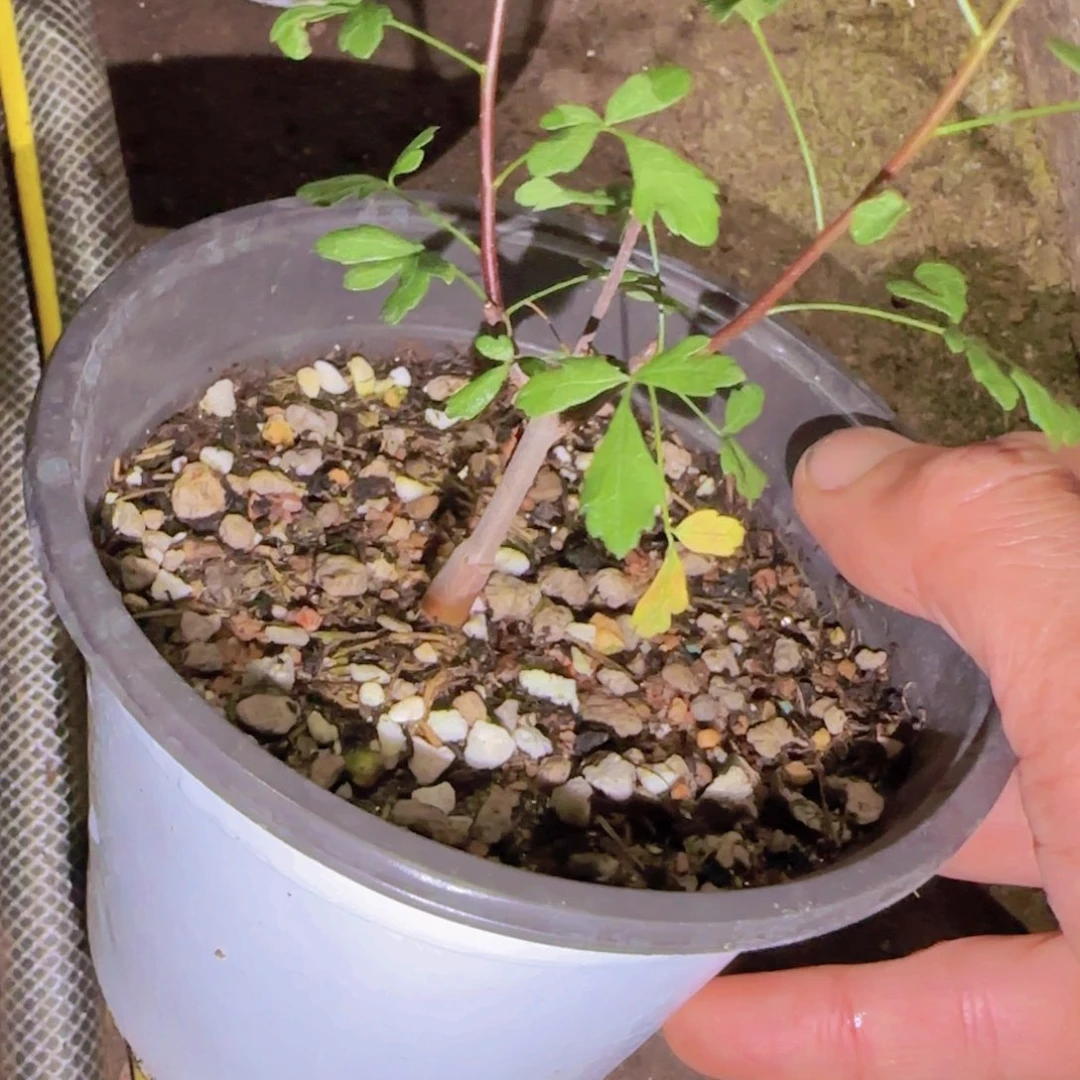 夏***放块根植物块根植物
