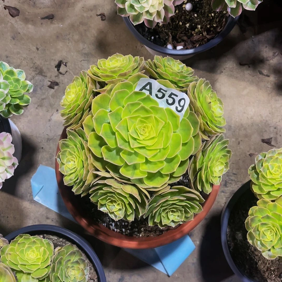 多肉雨河福利法师559