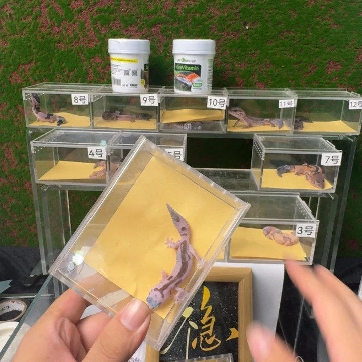 肥尾守宫0元开整！