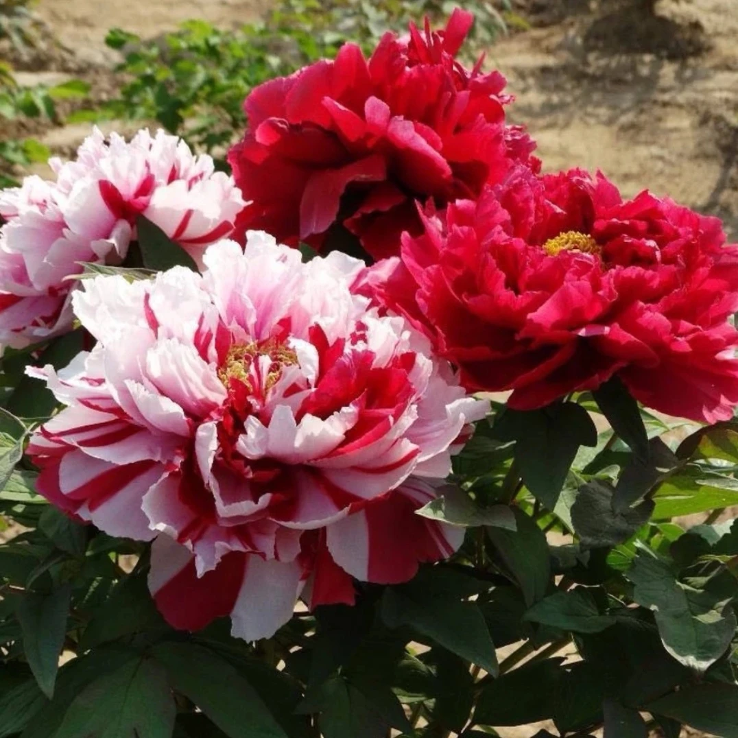 【岛锦】菏泽精品牡丹十年树独杆 秋季发苗 复色系