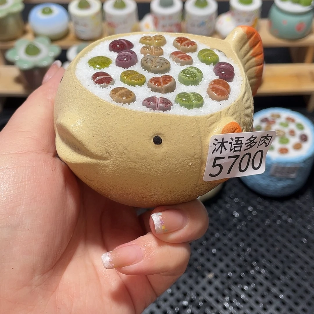 带盆土植物 一物一拍5700