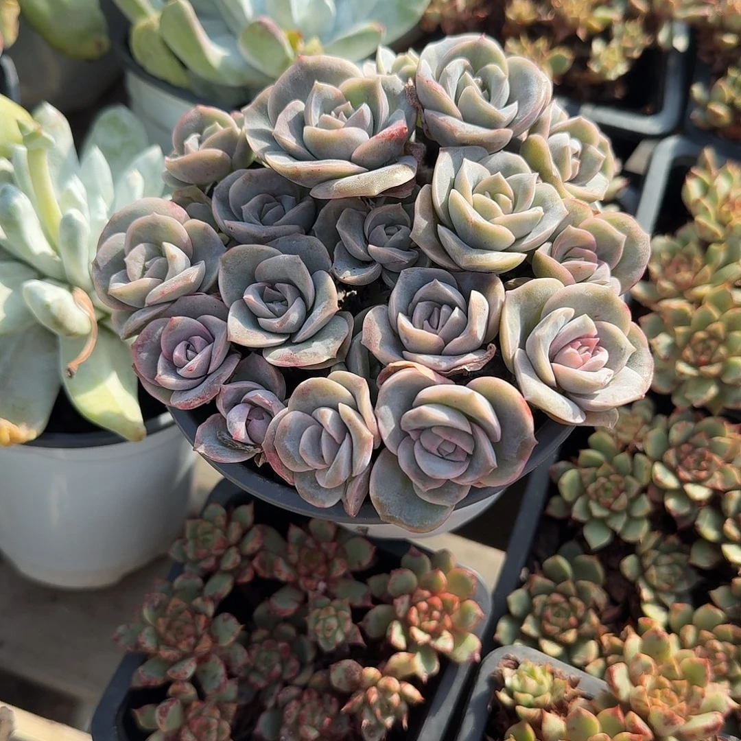 可爱玫瑰多肉植物精品