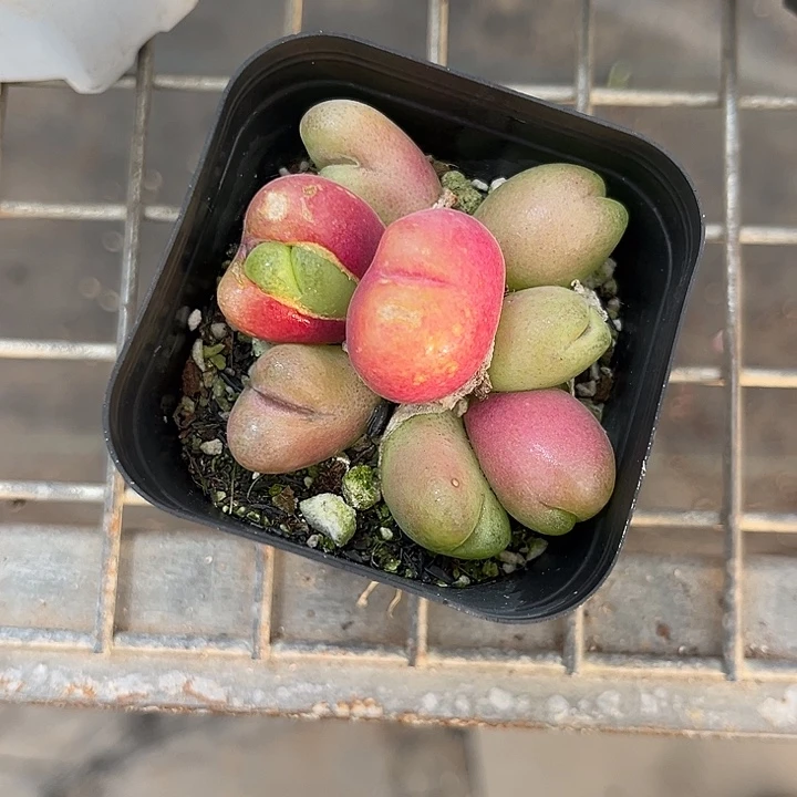 我也不知道我为什么要这样