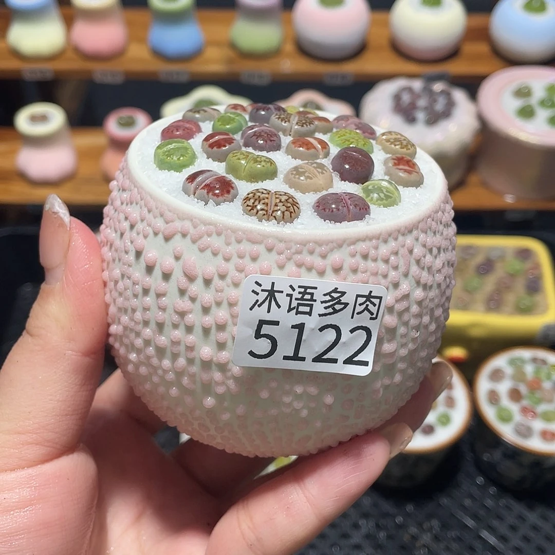带盆土植物 一物一拍5122