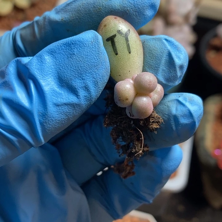 快**年汤圆锦多肉植物多肉