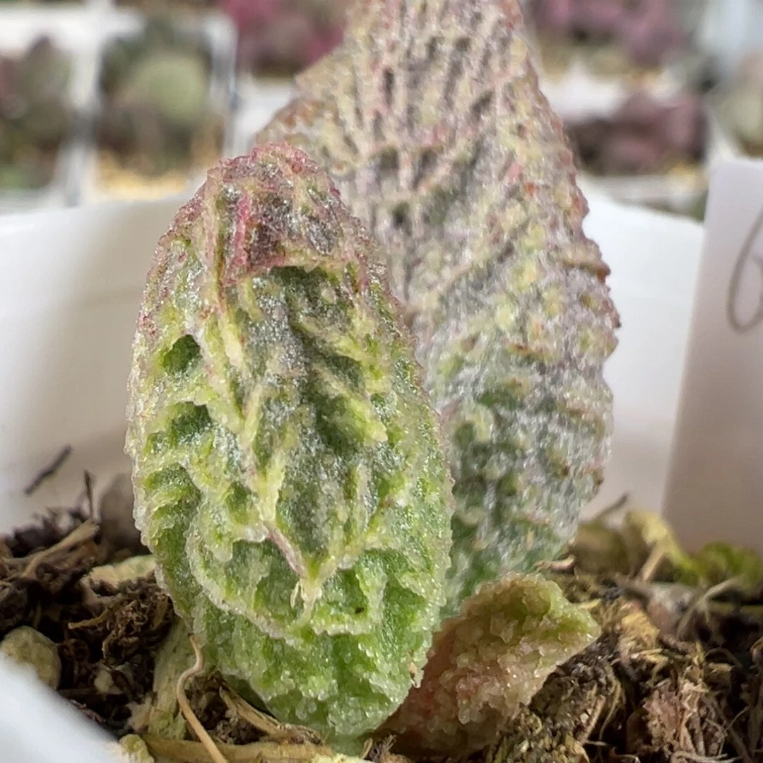 w倒刺款实生新品多肉植物