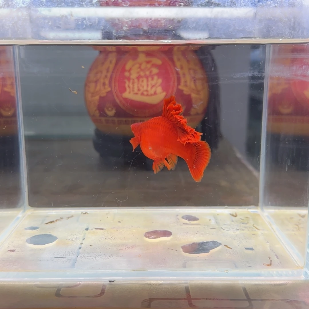 红剑鱼大肚子大扇尾种母