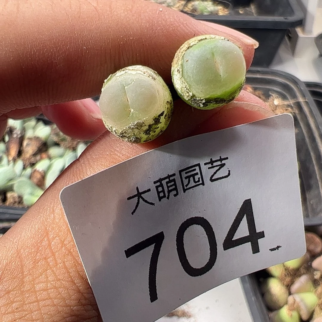 一物一拍默认微瑕。 704