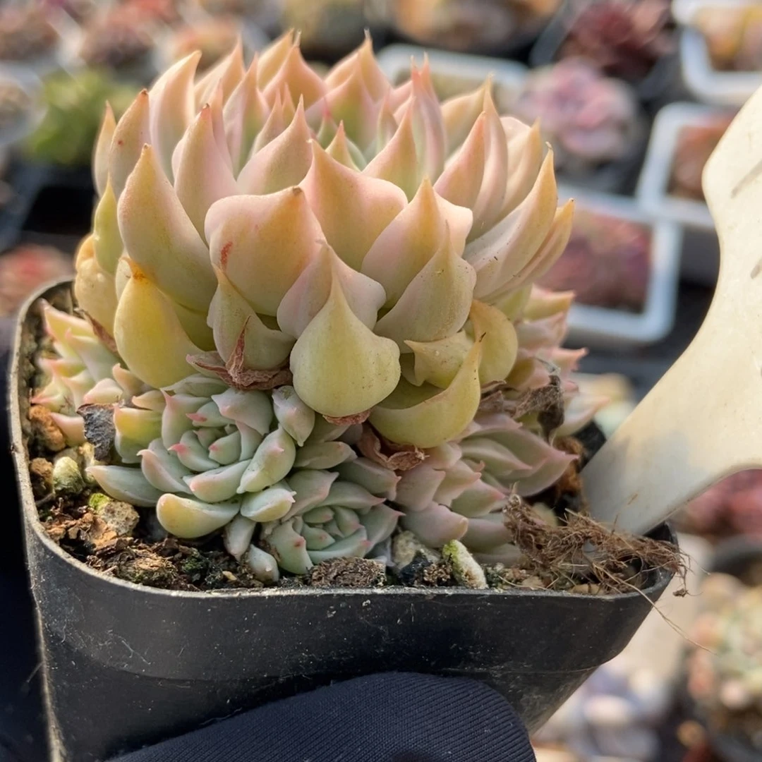 1990玛格丽特锦多肉植物保护