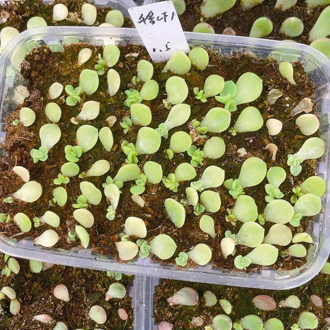 千金财富1 芝麻苗一个满25包邮