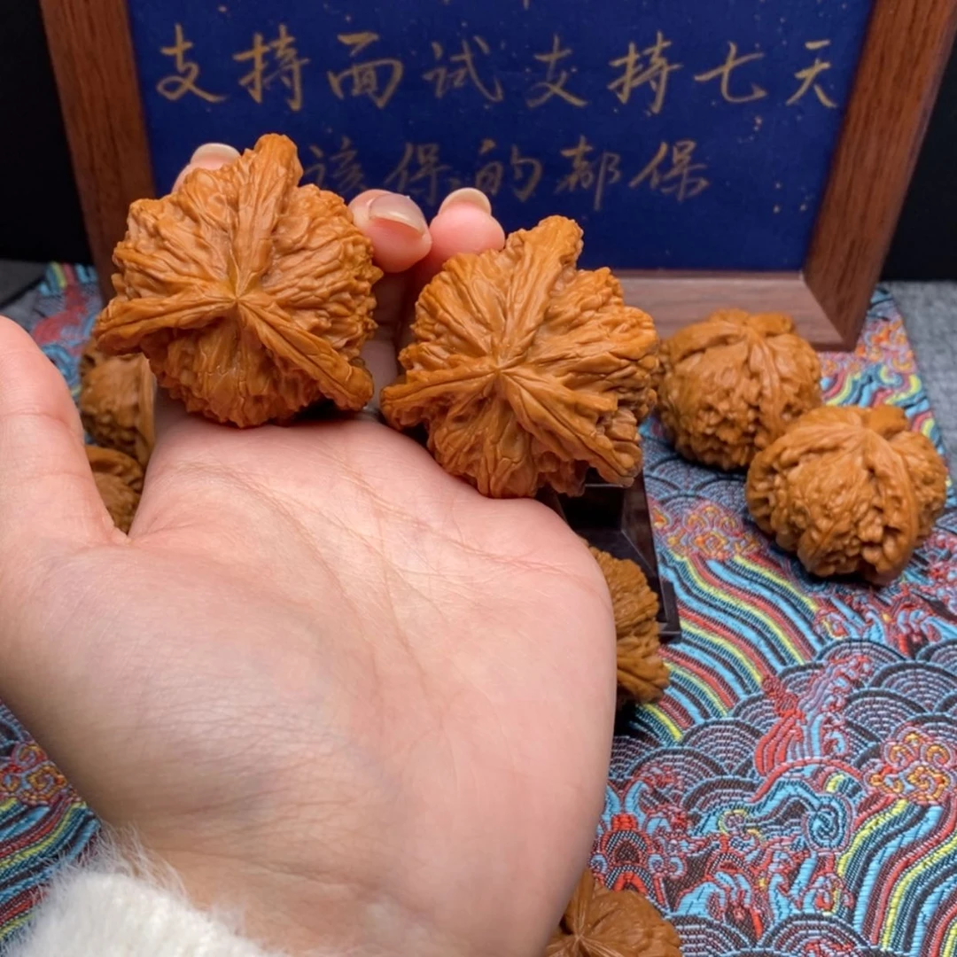 【闪购商品】焦*壮白狮